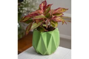 Round pot with cutting