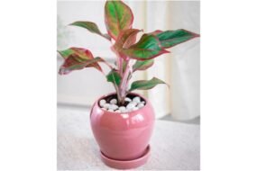 Round planter indoor decorative.