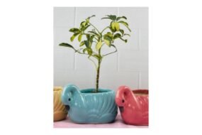 Duck planter pots